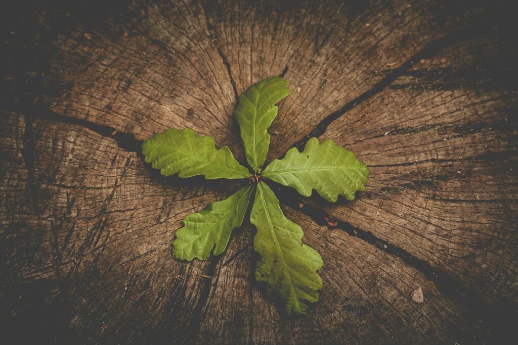 How to Set Up a Family Office in Sri Lanka (2026 Guide): Structure, Licensing, Tax, Governance, and a Step-by-Step Blueprint